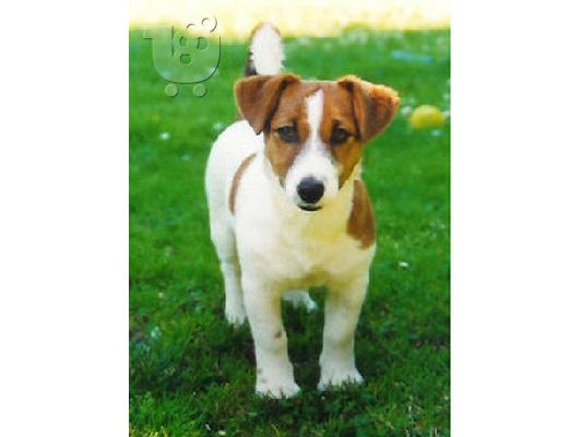 PoulaTo: Τζακ ρασελ καθαροαιμο κουταβακι